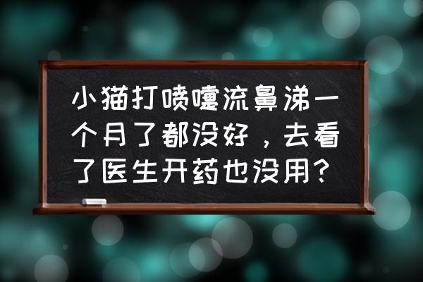 猫咪打喷嚏是感冒快好了吗 小猫打喷嚏流鼻涕一个月了都没好，去看了医生开药也没用？