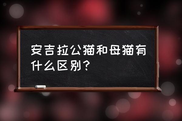 公猫和母猫如何区别 安吉拉公猫和母猫有什么区别？