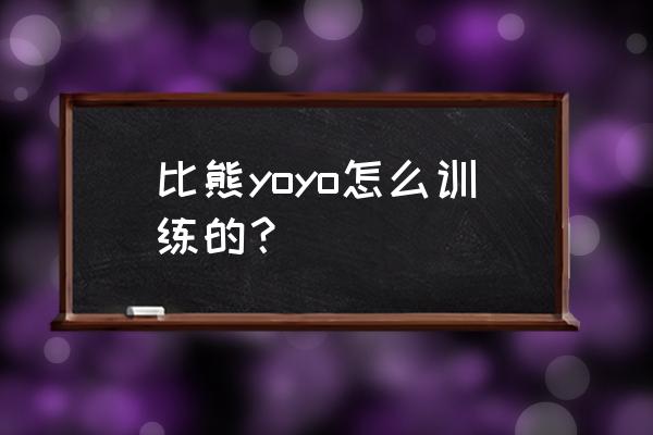 比熊犬怎么训练最快 比熊yoyo怎么训练的？