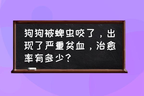 怎么清除泰迪身上的蜱虫 狗狗被蜱虫咬了，出现了严重贫血，治愈率有多少？