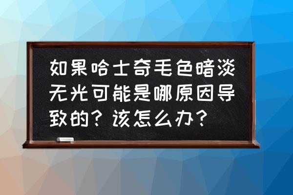 哈士奇尾巴掉头皮屑 如果哈士奇毛色暗淡无光可能是哪原因导致的？该怎么办？