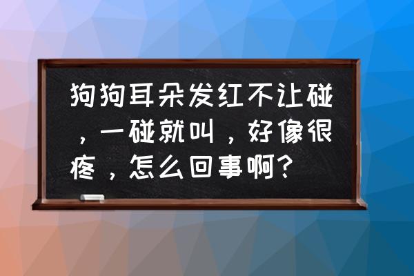 兔子中耳炎和耳螨的辨别方法 狗狗耳朵发红不让碰，一碰就叫，好像很疼，怎么回事啊？