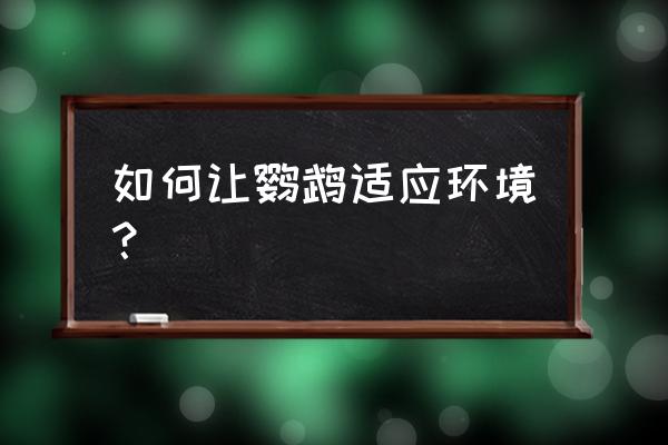 刚到家的鹦鹉怎么预防鹦鹉热 如何让鹦鹉适应环境？